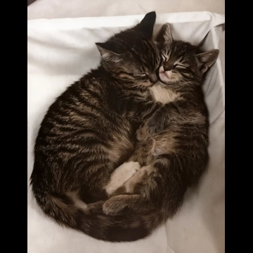 「無題 （一緒に眠っている2匹の子猫）」 イーラ
