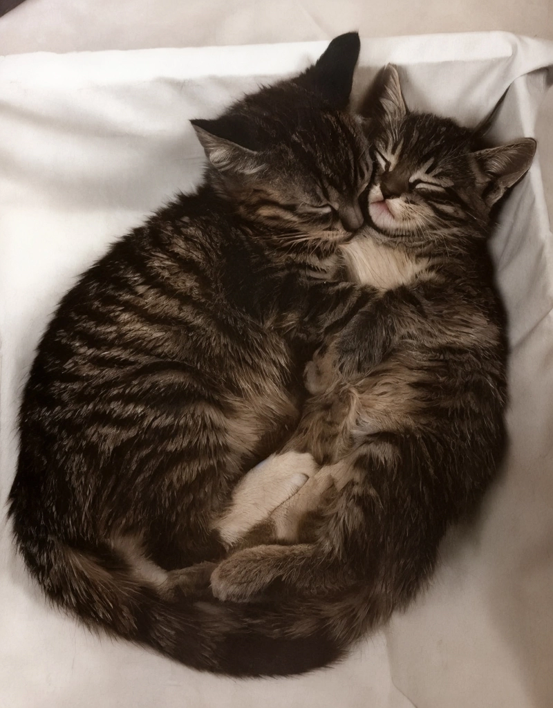 「無題 （一緒に眠っている2匹の子猫）」 イーラ | AIカラー化