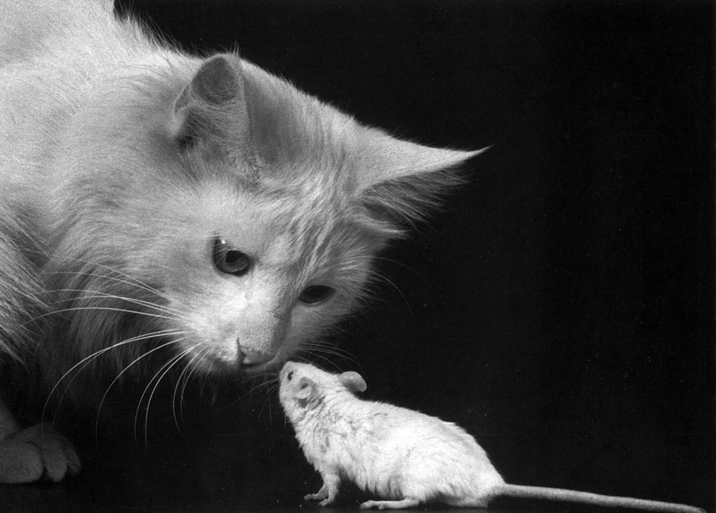 「無題 （白猫と白鼠）」 イーラ | 85枚の猫より