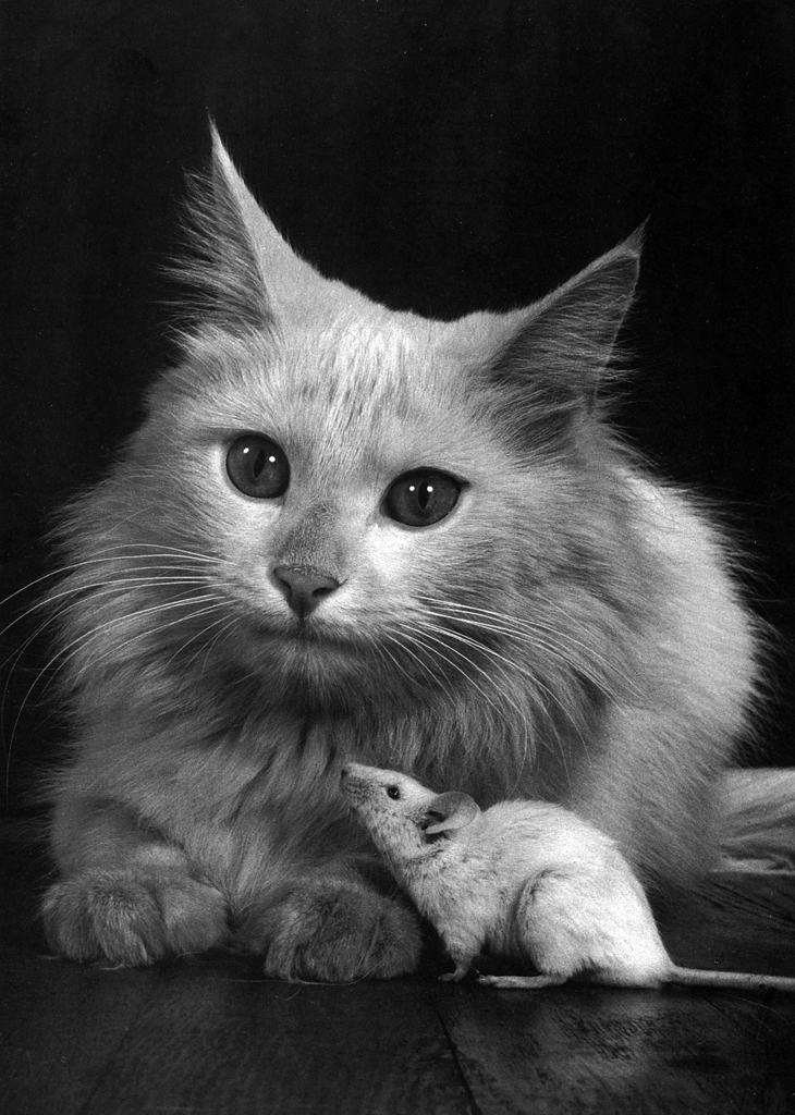 「無題 （仲良しの猫と鼠）」 イーラ | 85枚の猫より