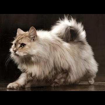 「無題 （歩いている長毛の猫）」 イーラ