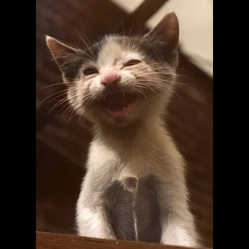 「無題 （鳴いている子猫 #1）」 イーラ