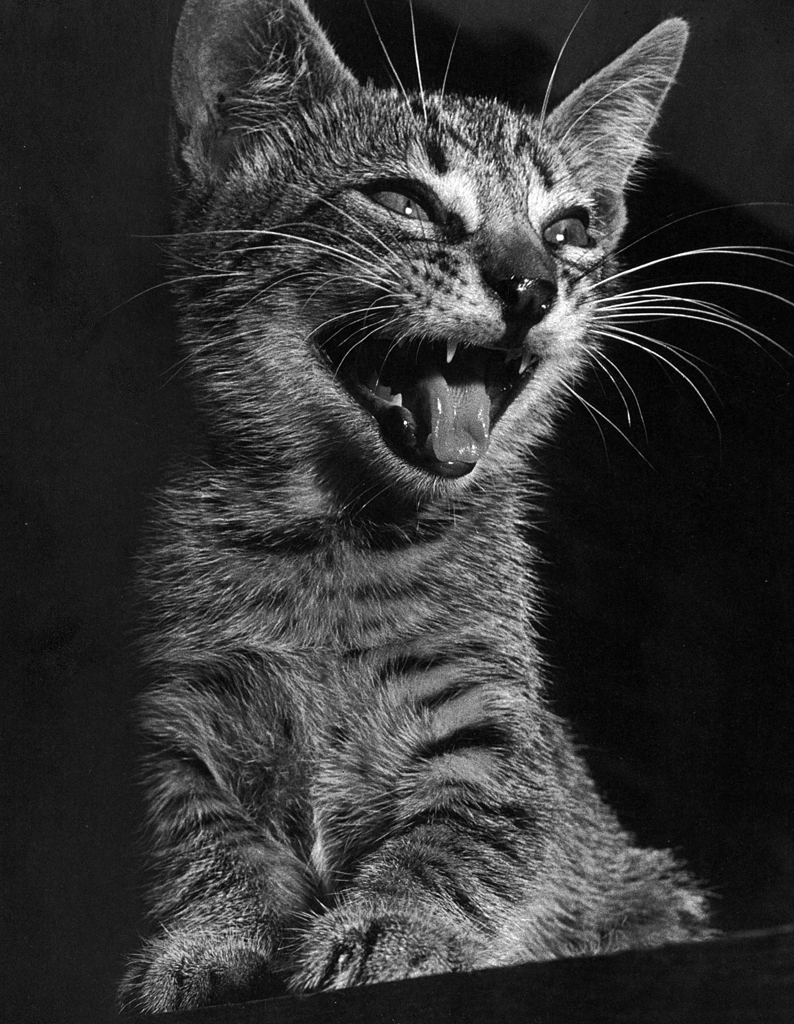 「無題 （鳴いている子猫 #2）」 イーラ | 85枚の猫より