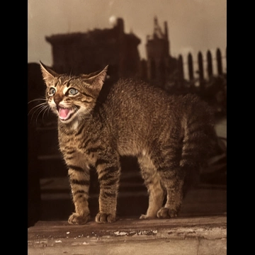 「無題 （びっくりする子猫）」 イーラ