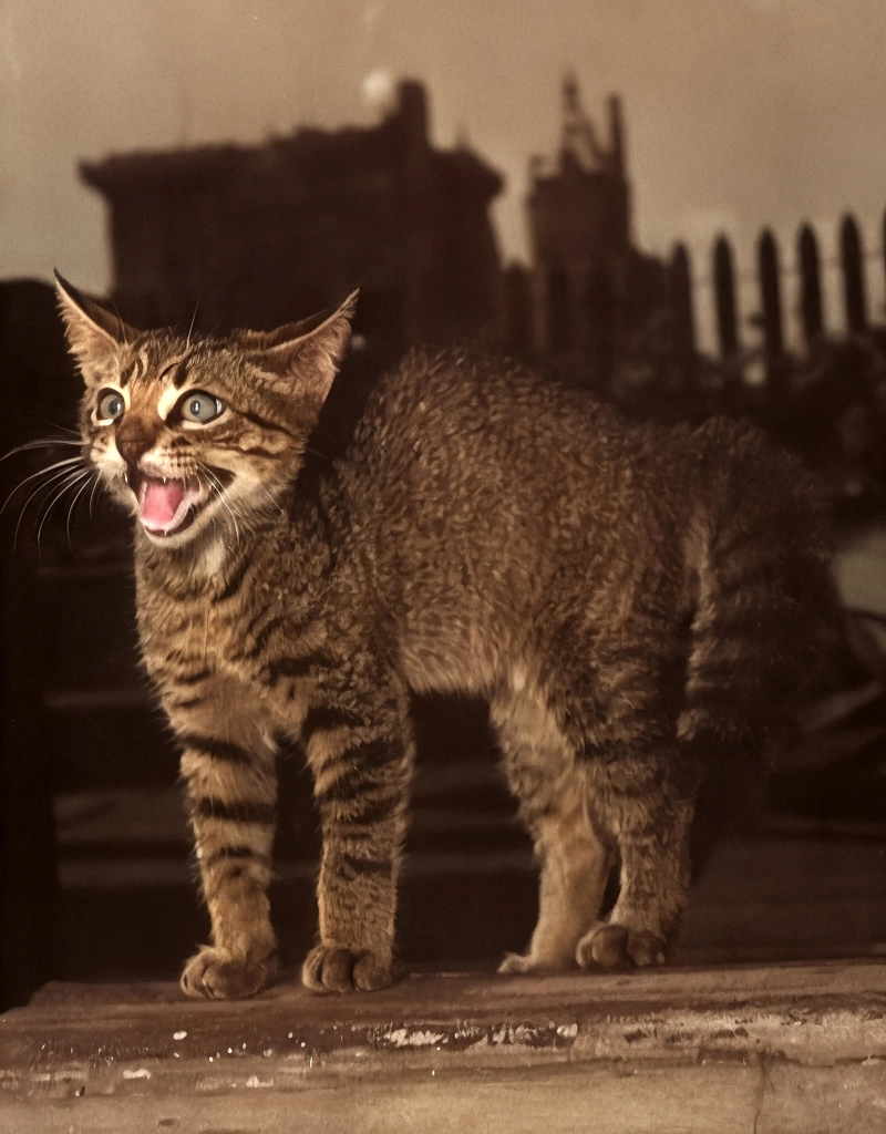 「無題 （びっくりする子猫）」 イーラ | AIカラー化
