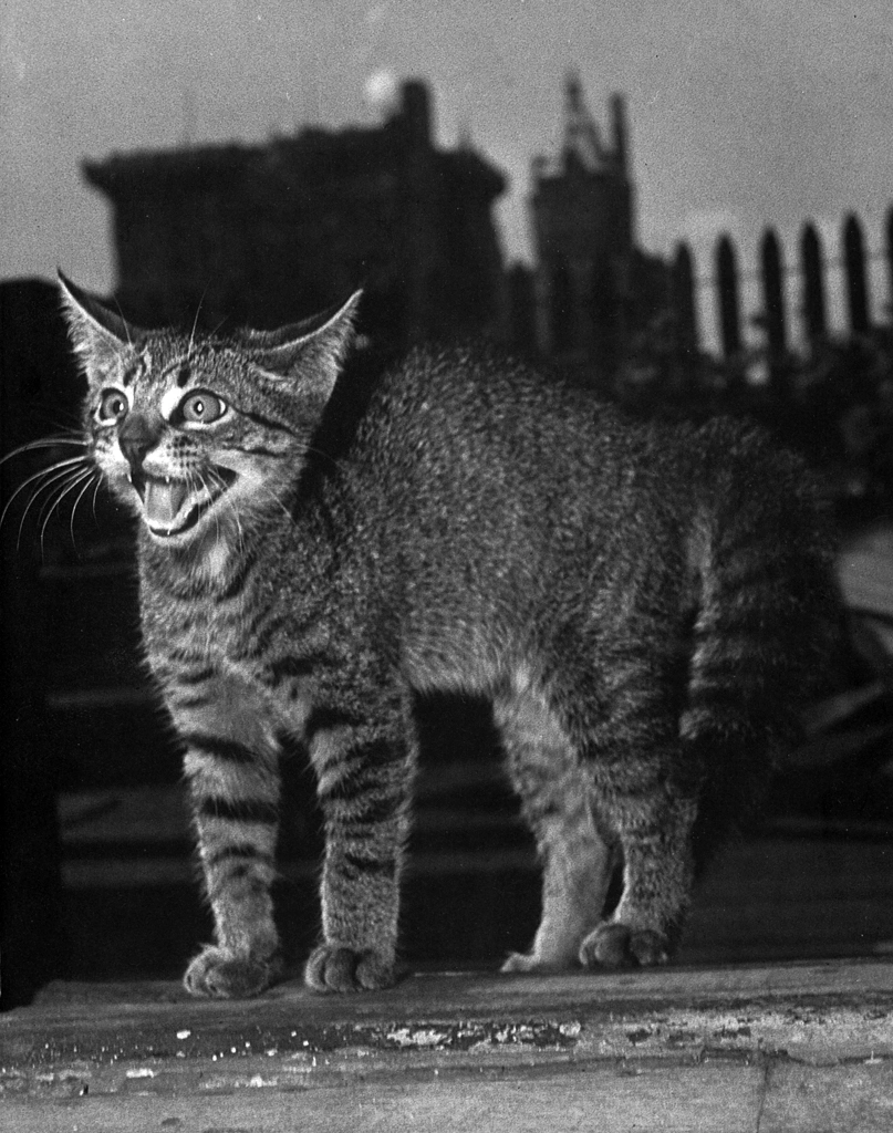 「無題 （びっくりする子猫）」 イーラ | 85枚の猫より