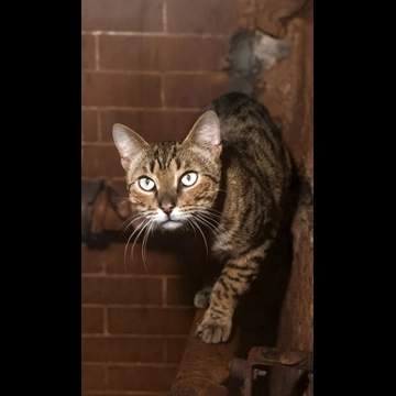 「無題 （キジトラ猫）」 イーラ