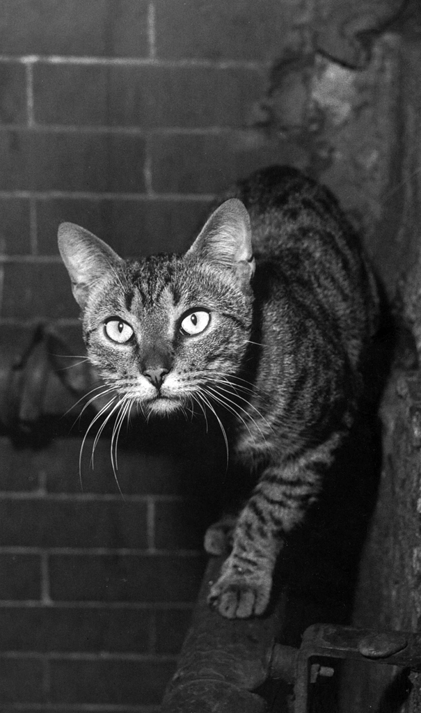 「無題 （キジトラ猫）」 イーラ | 85枚の猫より