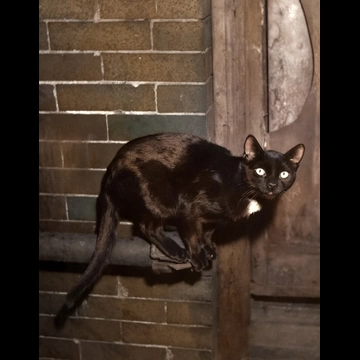 「無題 （パイプの上の黒猫）」 イーラ