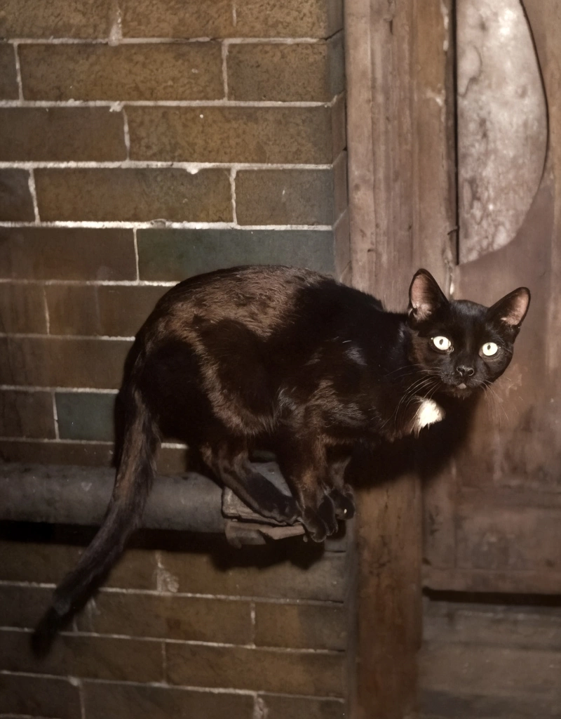 「無題 （パイプの上の黒猫）」 イーラ | AIカラー化