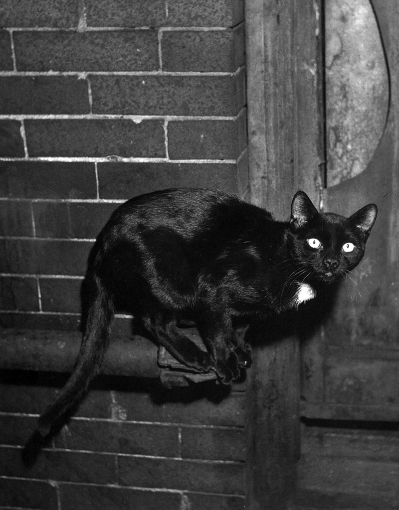 「無題 （パイプの上の黒猫）」 イーラ | 85枚の猫より