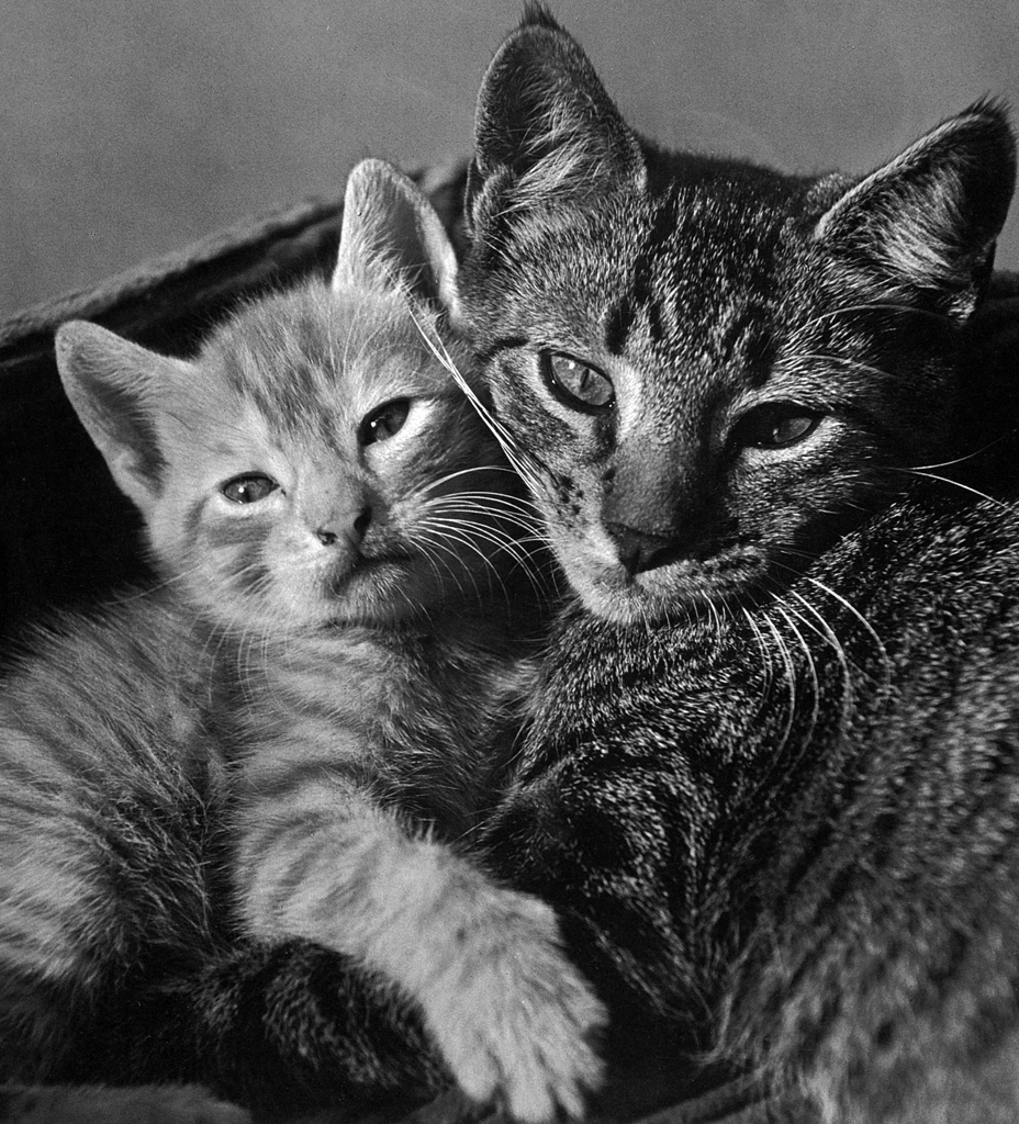 「無題 （仲良しの2匹の子猫たち） #1」 イーラ | 85枚の猫より