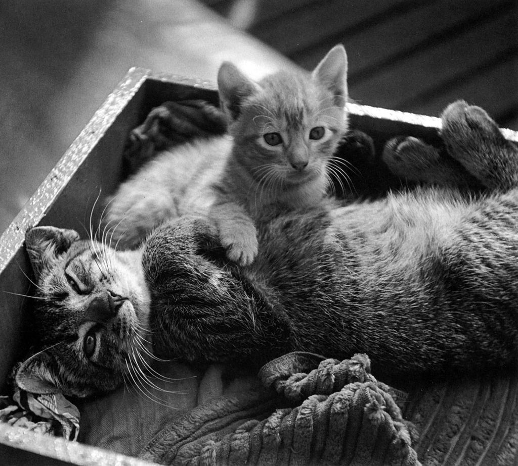 「無題 （仲良しの2匹の子猫たち） #2」 イーラ | 85枚の猫より