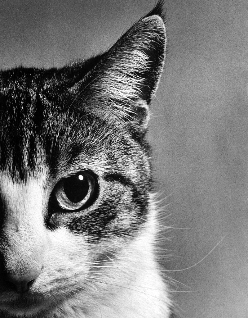 「無題 （猫の顔半分）」 イーラ | 85枚の猫より