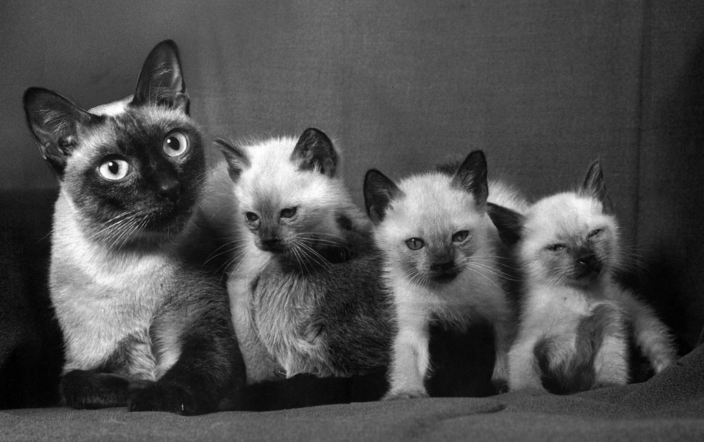 「無題 （シャムネコの家族）」 イーラ | 85枚の猫より