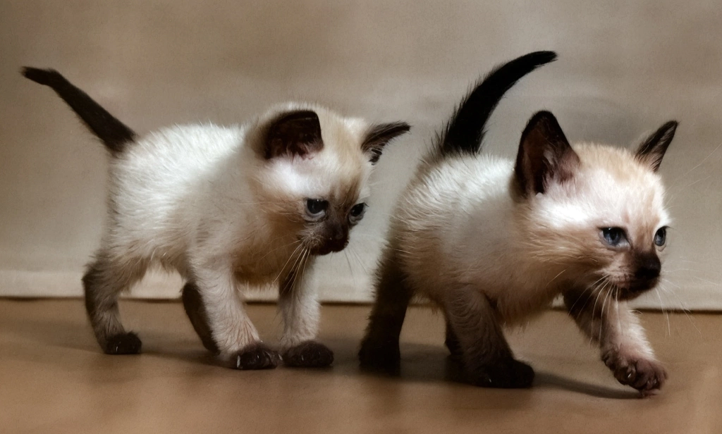 「無題 （シャムネコの子猫）」 イーラ | AIカラー化