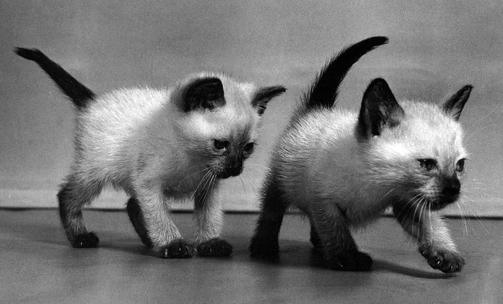 「無題 （シャムネコの子猫）」 イーラ | 85枚の猫より