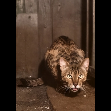 「無題 （何かを食べているキジトラ猫）」 イーラ