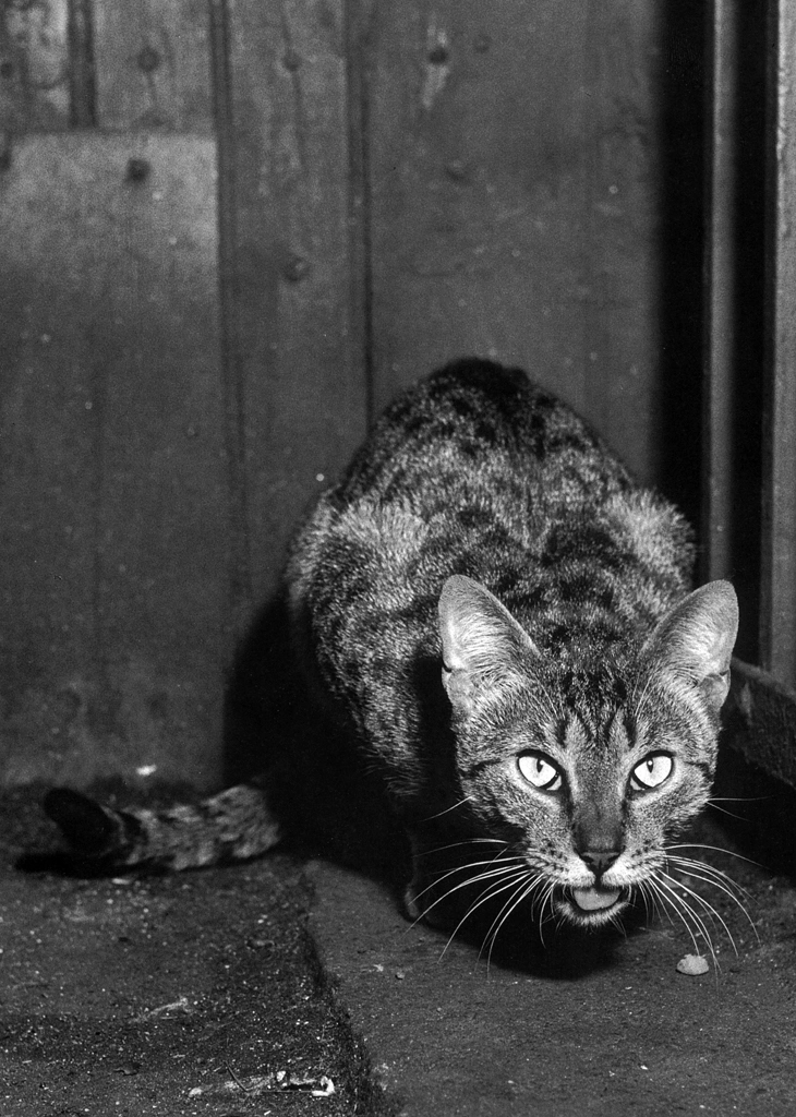 「無題 （何かを食べているキジトラ猫）」 イーラ | 85枚の猫より