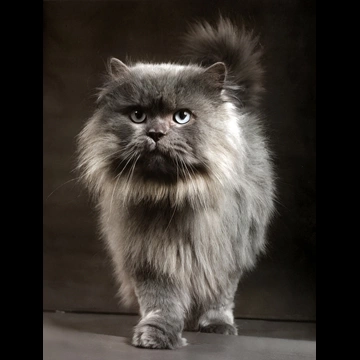 「無題 （長毛の猫）」 イーラ