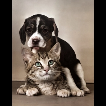 「無題 （猫の上にまたがる子犬）」 イーラ