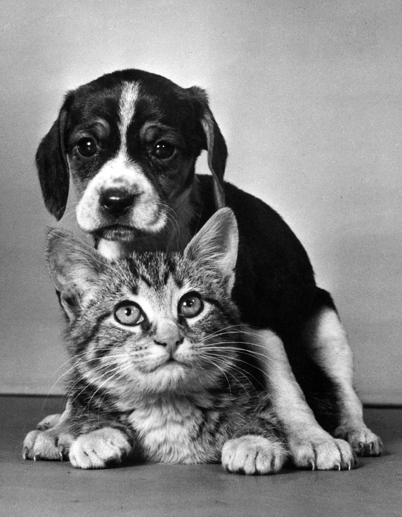 「無題 （猫の上にまたがる子犬）」 イーラ | 85枚の猫より