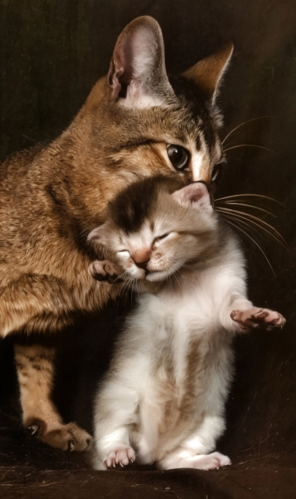 「無題 （子猫を咥える母猫）」 イーラ | AIカラー化