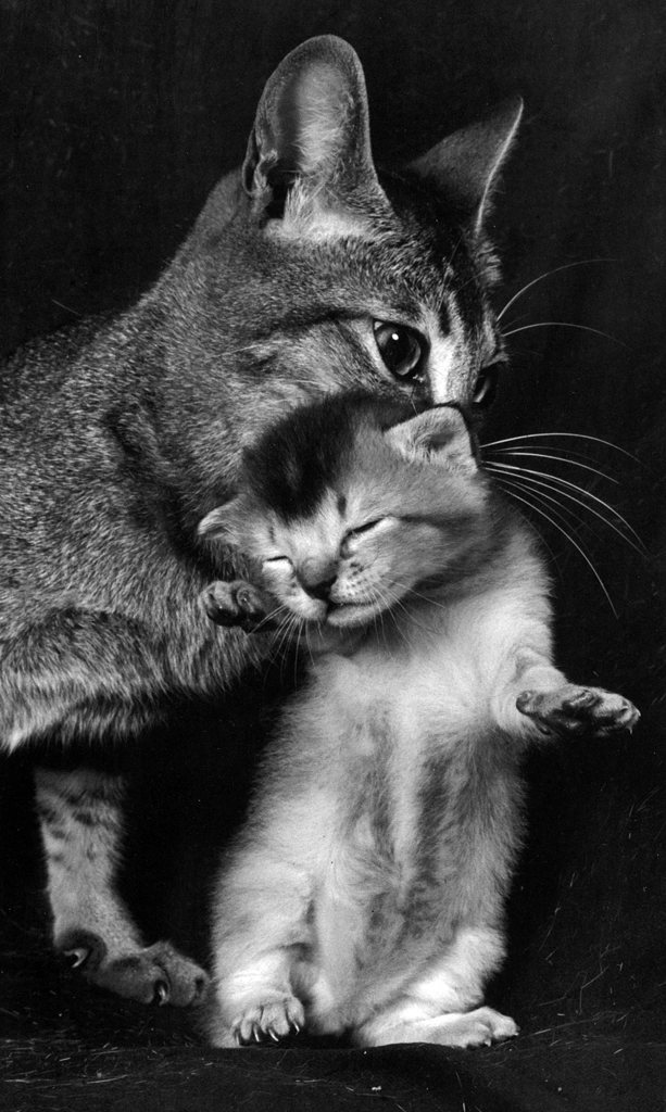 「無題 （子猫を咥える母猫）」 イーラ | 85枚の猫より