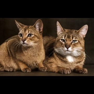 「無題 （2匹の猫）」 イーラ
