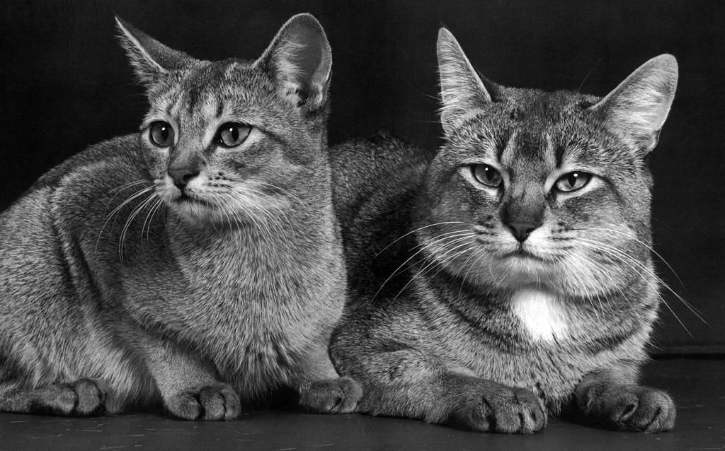 「無題 （2匹の猫）」 イーラ | 85枚の猫より