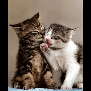 「無題 （寄り添っている2匹の子猫）」 イーラ