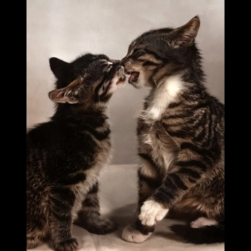 「無題 （舐め合う2匹の子猫）」 イーラ