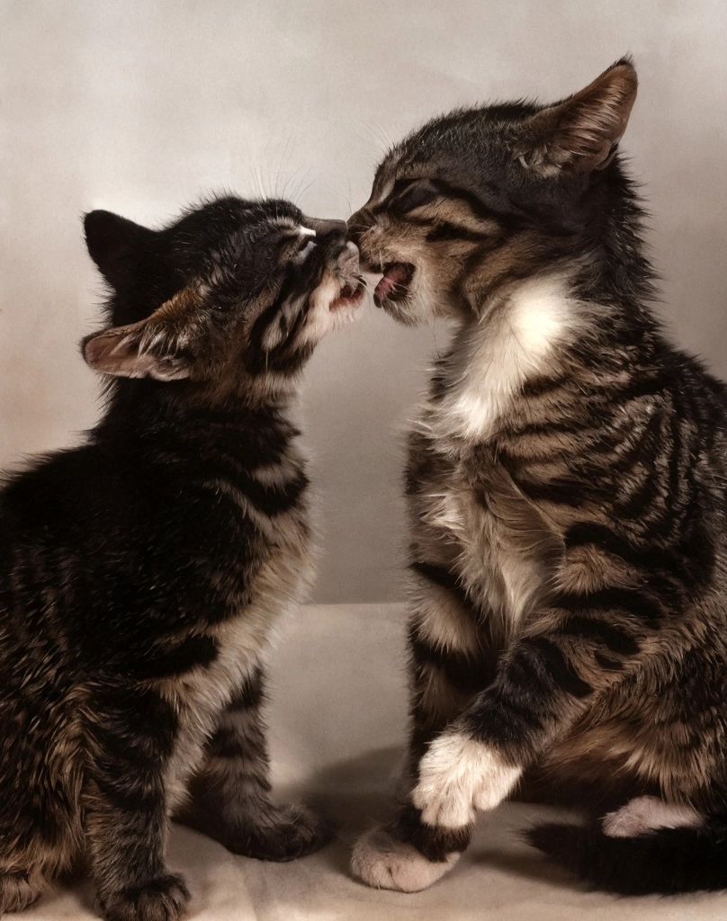 「無題 （舐め合う2匹の子猫）」 イーラ | AIカラー化