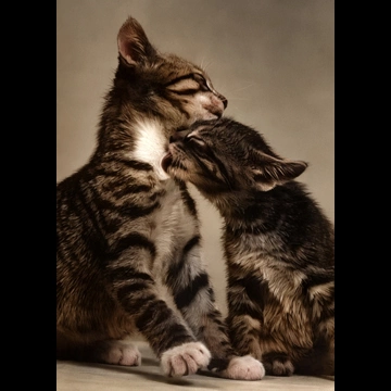 「無題 （子猫の首元を舐めている子猫）」 イーラ