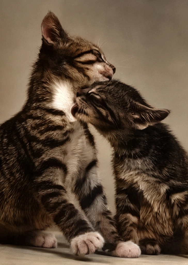 「無題 （子猫の首元を舐めている子猫）」 イーラ | AIカラー化