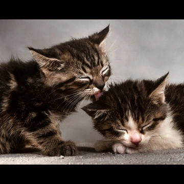 「無題 （子猫の頭を舐めている子猫）」 イーラ