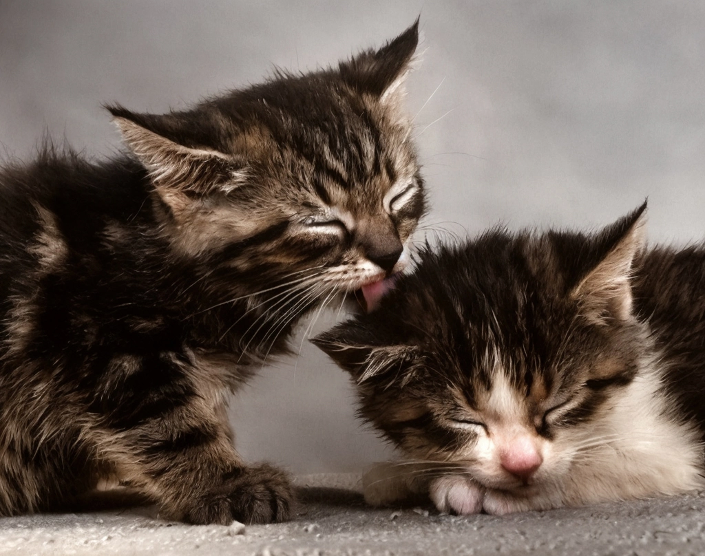 「無題 （子猫の頭を舐めている子猫）」 イーラ | AIカラー化