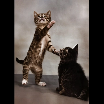 「無題 （立ち上る子猫）」 イーラ
