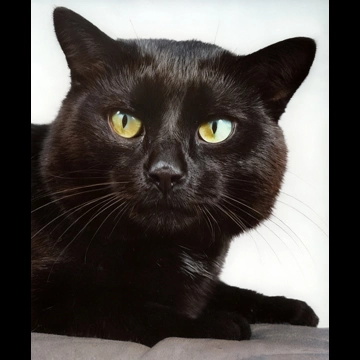 「無題 （黒猫の顔のアップ）」 イーラ