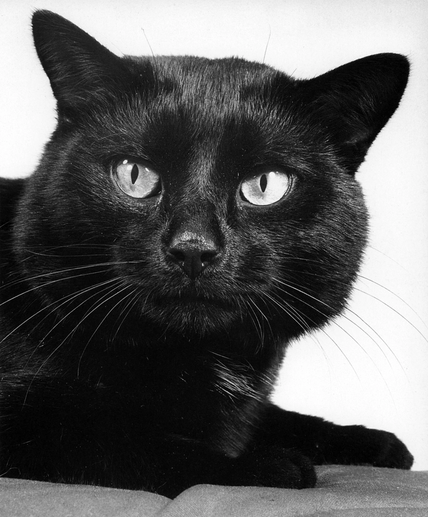 「無題 （黒猫の顔のアップ）」 イーラ | 85枚の猫より