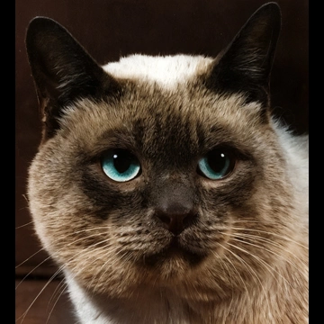 「無題 （大きなシャム猫の頭のアップ）」 イーラ