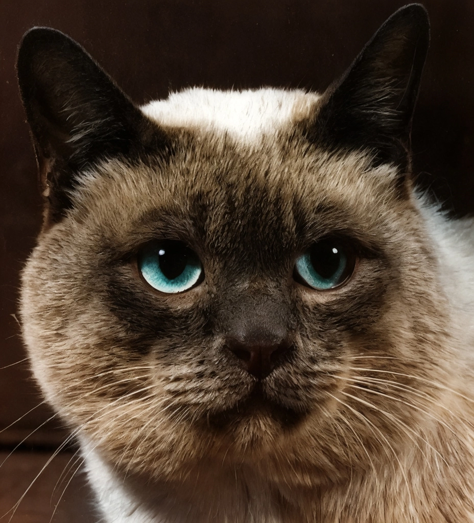 「無題 （大きなシャム猫の頭のアップ）」 イーラ | AIカラー化