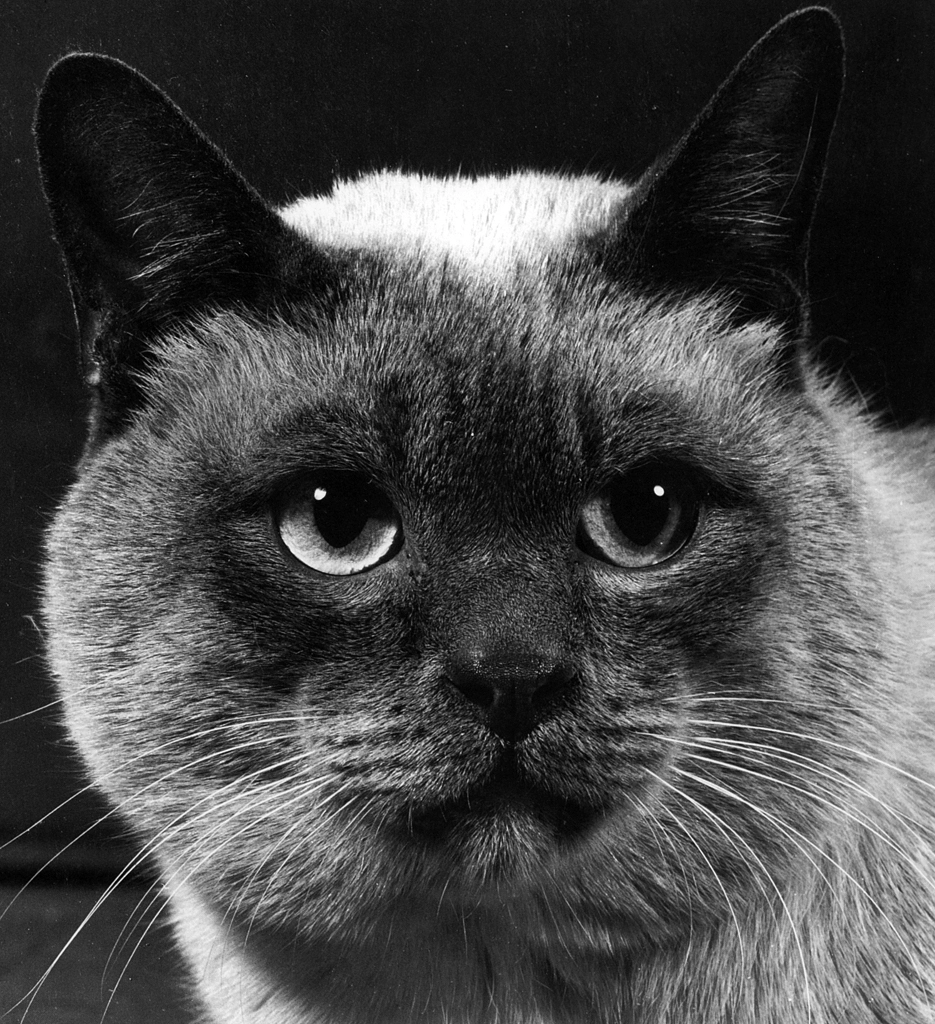 「無題 （大きなシャム猫の頭のアップ）」 イーラ | 85枚の猫より