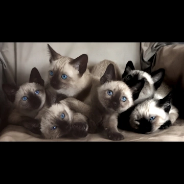 「無題 （シャムの子猫たち）」 イーラ