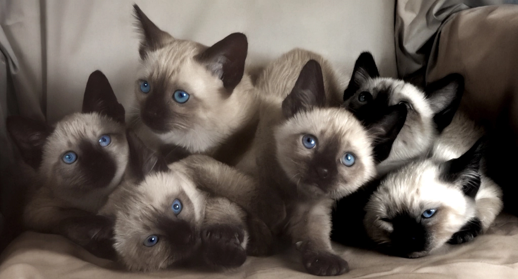 「無題 （シャムの子猫たち）」 イーラ | AIカラー化