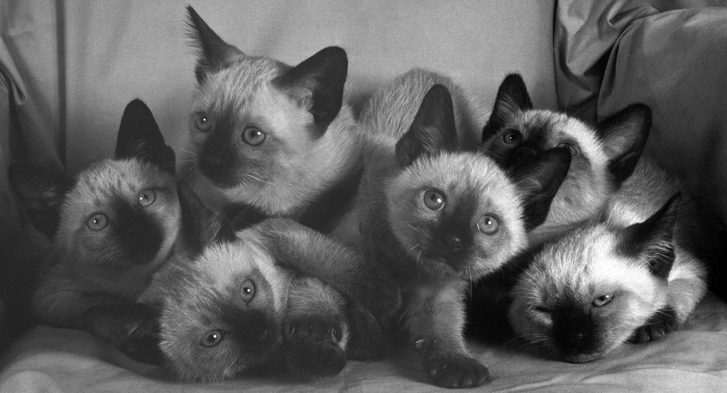 「無題 （シャムの子猫たち）」 イーラ | 85枚の猫より