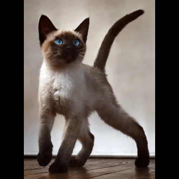 「無題 （1匹のシャムの子猫）」 イーラ
