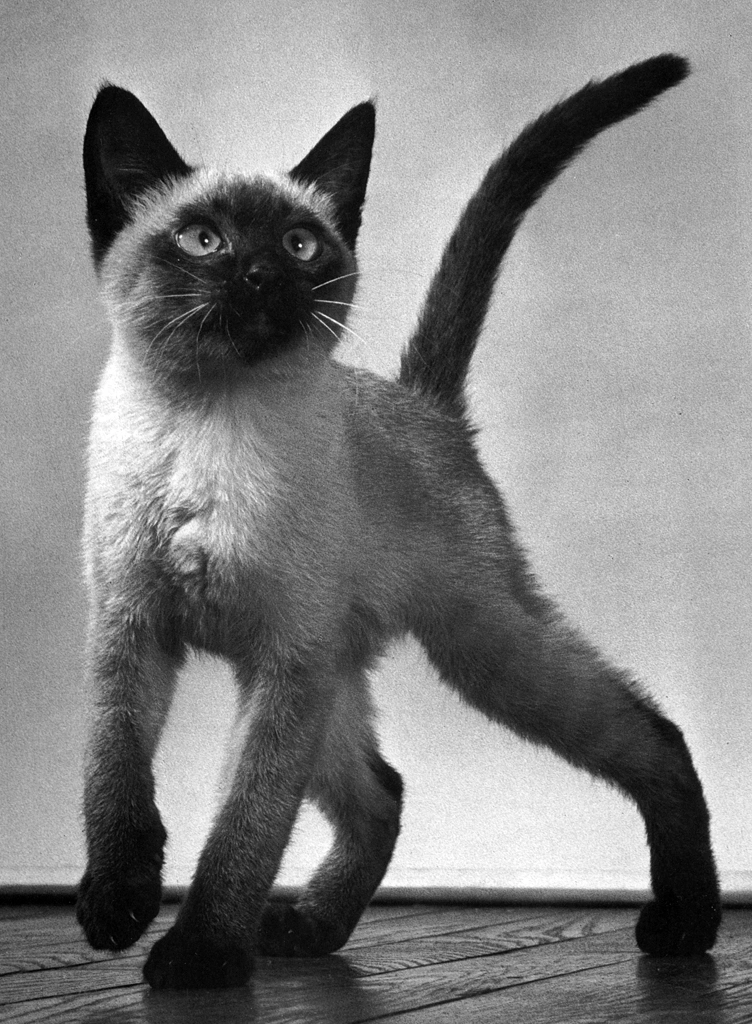 「無題 （1匹のシャムの子猫）」 イーラ | 85枚の猫より