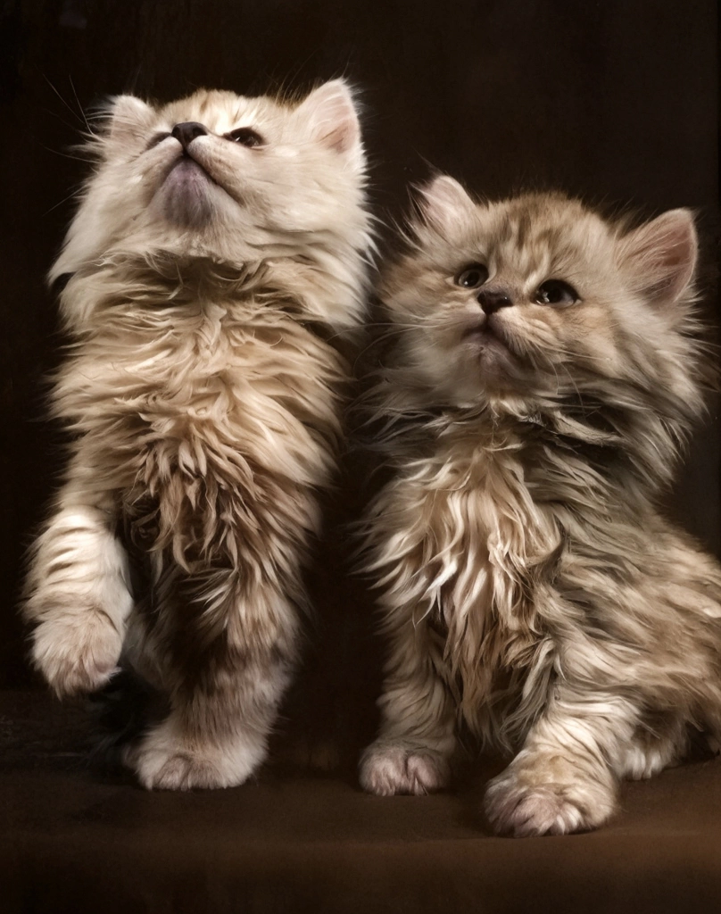 「無題 （2匹のメインクーンの子猫）」 イーラ | AIカラー化