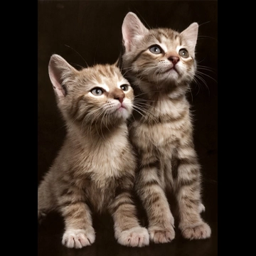 「無題 （何かを見ている2匹の子猫）」 イーラ